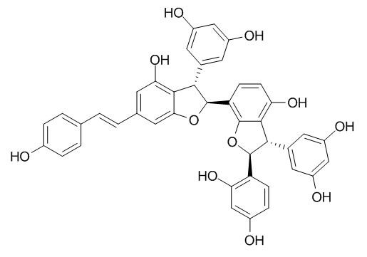 大子買麻藤乙素