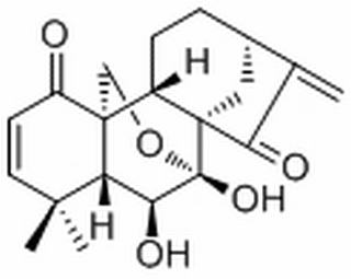 毛萼乙素