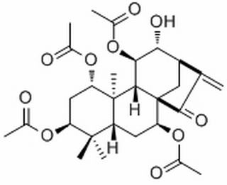蒼山香茶菜素
