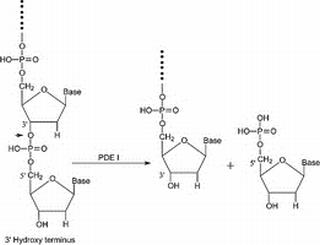 磷酸二酯酶I