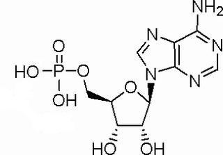 5-腺苷一磷酸