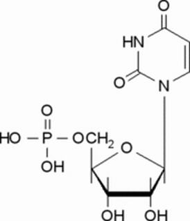 5-尿苷一磷酸