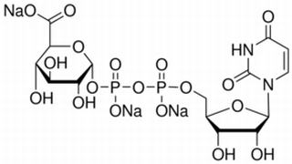 尿苷二磷酸葡糖醛酸