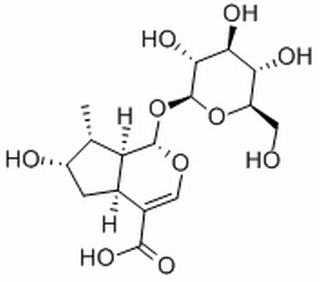 马钱苷酸