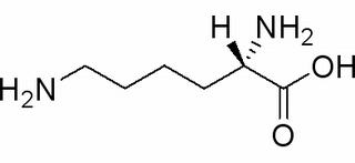 L-赖氨酸