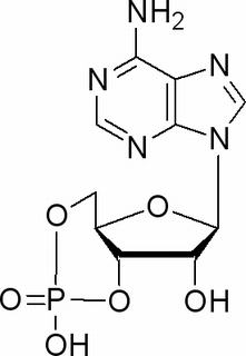 环磷酸腺苷