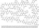 β-淀粉样多肽 1-42