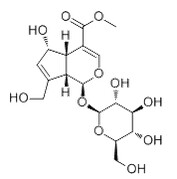 去乙酰车叶草酸甲酯